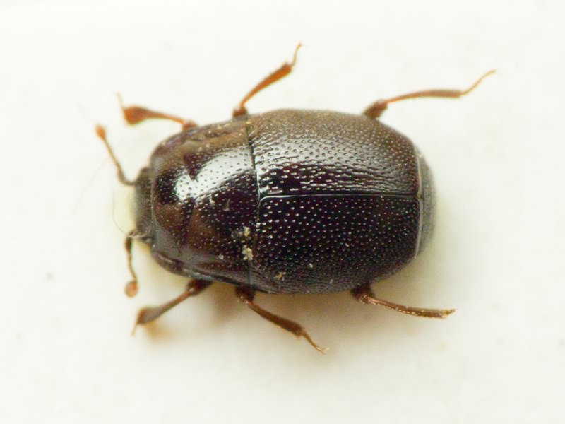 Plegaderus saucius meridionalis J. Müller, 1907